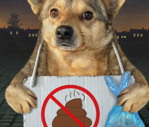 Affiche N°10 CMJ déjection canine
